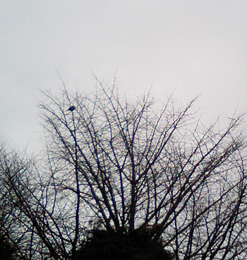 201002011-2jpg.jpg