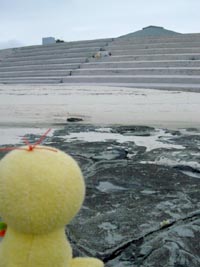 コトリちゃんを見つめるピヨッコ