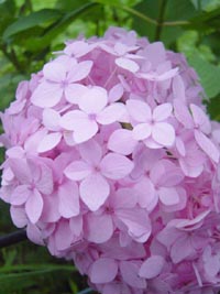 あじさいの花