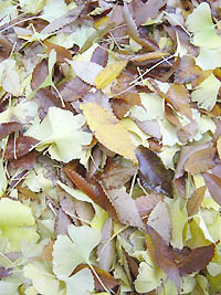 赤城神社境内の落ち葉