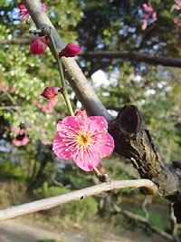 梅の花