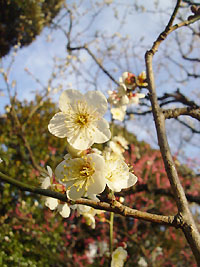 梅の花