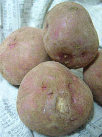 宜野座村名産じゃがいも