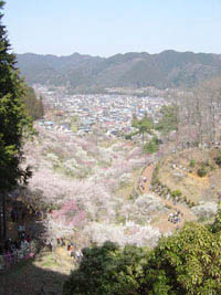 青梅市梅の公園