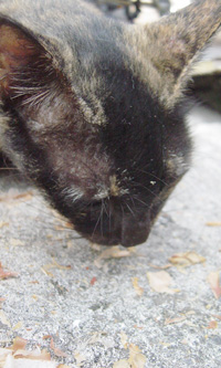 壺屋のネコマーマー