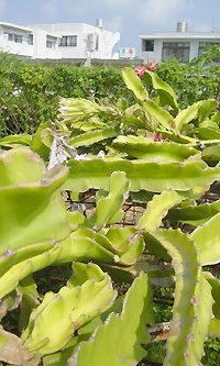 ドラゴンフルーツ