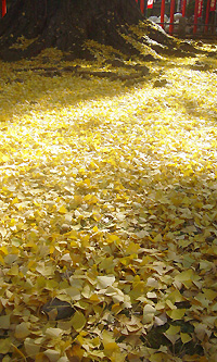 鬼子母神のいちょうじゅうたん