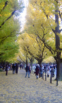 神宮外苑のいちょう並木