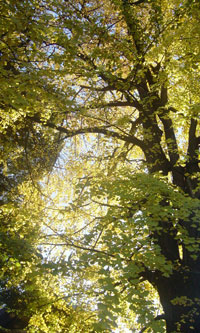 イチョウの木・鬼子母神にて