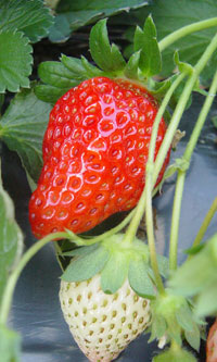 いちごのとちおとめ
