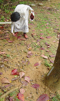 くわでぃーさーを集めるコトリちゃん