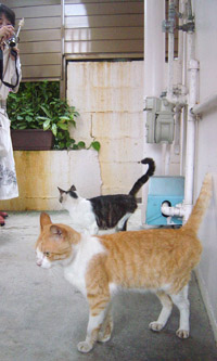 壷屋のねこたち