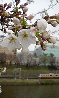 桜と電車