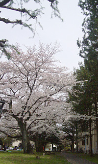 阿佐ヶ谷住宅の桜