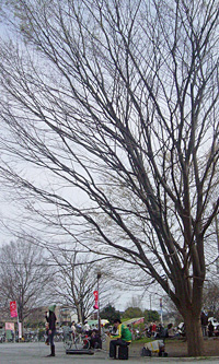 大きな木の下の歌手