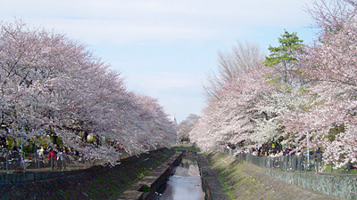 善福寺川の桜