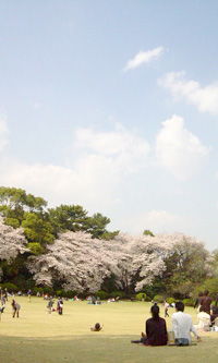 芝生に座って桜を眺める