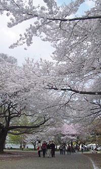桜の下を歩く