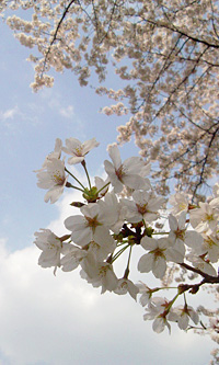 桜の花を見る