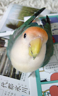 ブルーチェリーのグラ