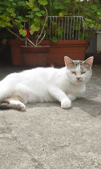猫の白ちゃん１