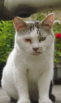 猫の白ちゃん３