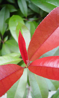 わからない赤い若葉