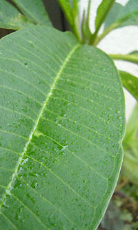 プルメリアの葉に雨粒