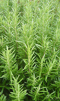 ローズマリーの群れ