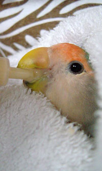 餌を食べさせられるグラ