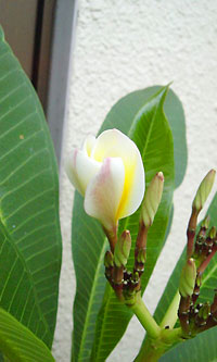 プルメリアのつぼみ
