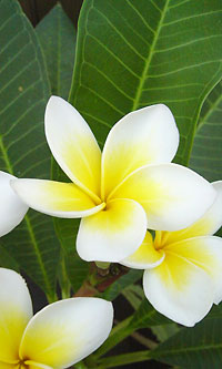 プルメリアの花