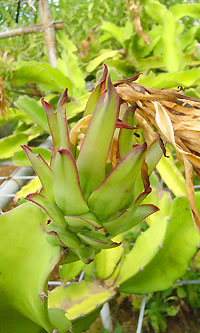 ドラゴンフルーツの実