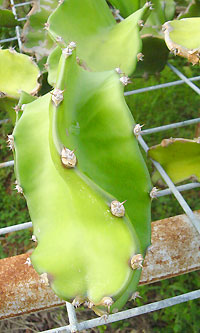 ドラゴンフルーツの葉（茎かも）