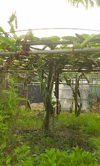 ドラゴンフルーツの全景