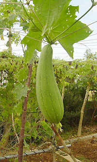 ナーベーラー（へちま）