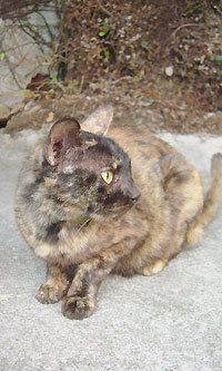 ネコマーマー(1)