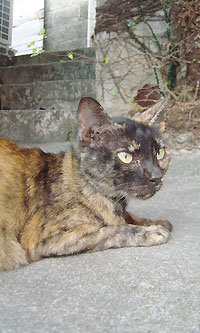 ネコマーマー(2)