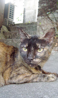 ネコマーマー(3)