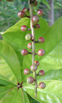 さがり花のつぼみ