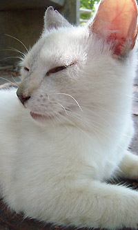 白ネコ1