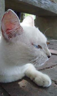 白ネコ2
