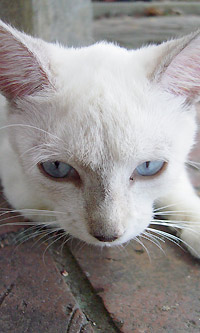 白ネコ3