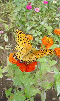 花にとまる蝶々