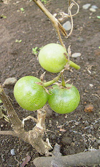熟する前のプチトマト