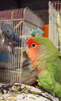 大きなグリと小さなグラ