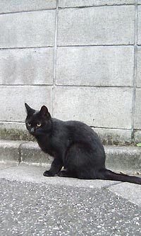 黒ねこ