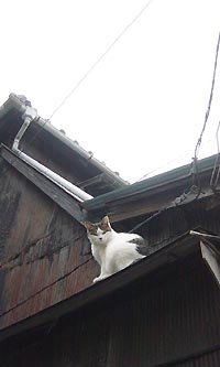 屋根の上のねこ