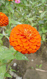 オレンジのお花