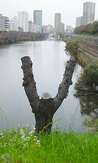 お濠にあったY字の木